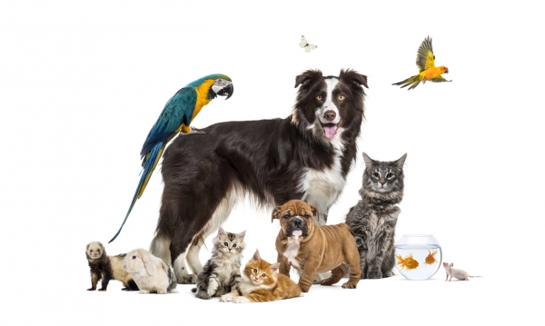 Blessing of the Animals October 2